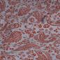 Preview: Musselin Double Gauze Paisley rostrot
